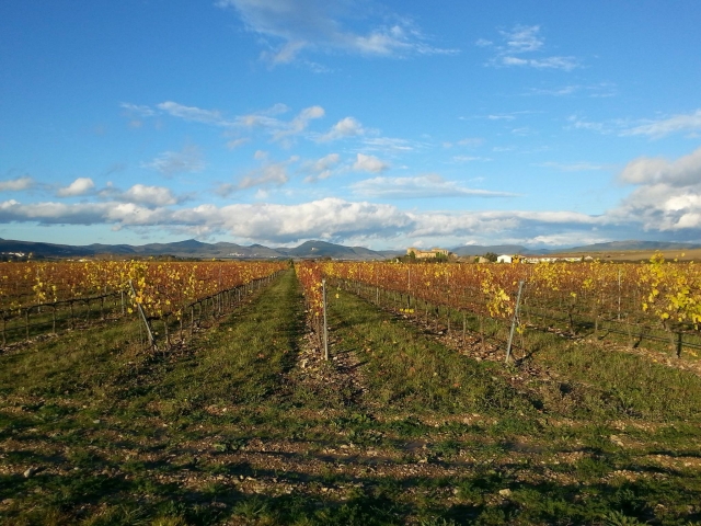 Pasea entre los vinedos